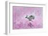 Fly with Hare-Claire Westwood-Framed Art Print