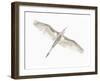 Fly-Keren Or-Framed Giclee Print