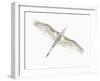 Fly-Keren Or-Framed Giclee Print