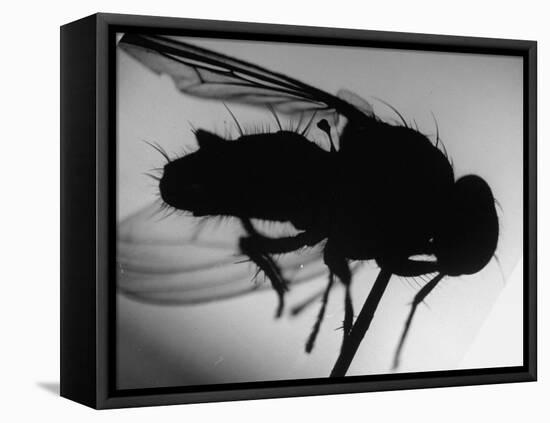 Fly-null-Framed Stretched Canvas