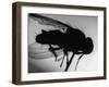 Fly-null-Framed Photographic Print