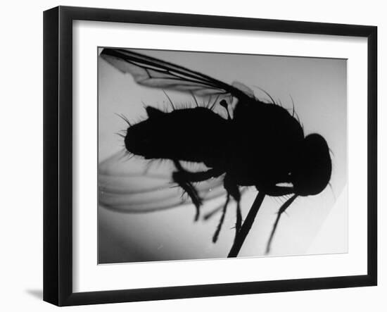 Fly-null-Framed Photographic Print