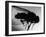 Fly-null-Framed Photographic Print