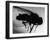 Fly-null-Framed Photographic Print