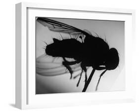 Fly-null-Framed Photographic Print