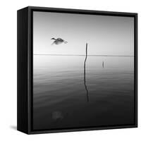 Fly-Moises Levy-Framed Stretched Canvas