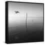 Fly-Moises Levy-Framed Stretched Canvas