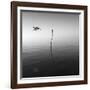 Fly-Moises Levy-Framed Photographic Print