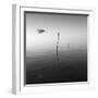 Fly-Moises Levy-Framed Photographic Print