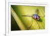 Fly-Pixie Pics-Framed Photographic Print