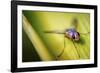 Fly-Pixie Pics-Framed Photographic Print