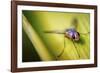 Fly-Pixie Pics-Framed Photographic Print