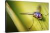 Fly-Pixie Pics-Stretched Canvas