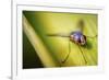 Fly-Pixie Pics-Framed Photographic Print