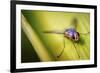 Fly-Pixie Pics-Framed Photographic Print