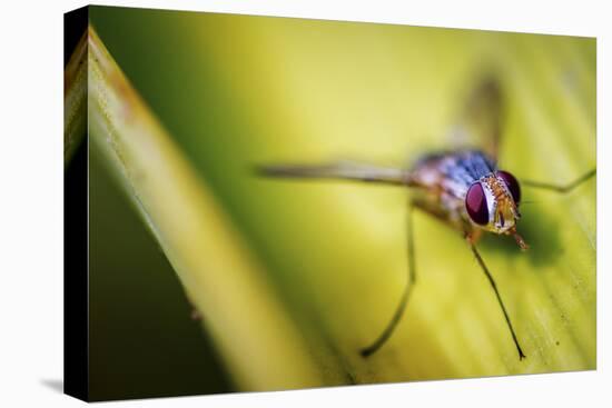 Fly-Pixie Pics-Stretched Canvas