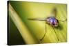 Fly-Pixie Pics-Stretched Canvas