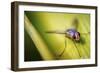 Fly-Pixie Pics-Framed Photographic Print