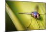 Fly-Pixie Pics-Mounted Photographic Print
