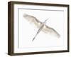 Fly-Keren Or-Framed Photographic Print