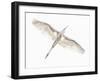 Fly-Keren Or-Framed Photographic Print