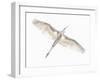 Fly-Keren Or-Framed Photographic Print