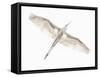 Fly-Keren Or-Framed Stretched Canvas