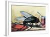 Fly-null-Framed Art Print