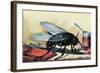 Fly-null-Framed Art Print