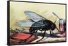 Fly-null-Framed Stretched Canvas