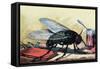 Fly-null-Framed Stretched Canvas