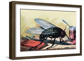 Fly-null-Framed Art Print