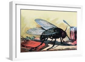 Fly-null-Framed Art Print