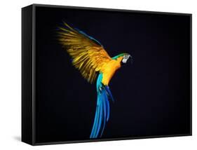 Flying Ara On A Dark Background-NejroN Photo-Framed Stretched Canvas