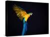 Flying Ara On A Dark Background-NejroN Photo-Stretched Canvas