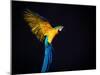 Flying Ara On A Dark Background-NejroN Photo-Mounted Photographic Print