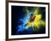 Flying Ara Parrot over Colourful Powder Explosion-NejroN Photo-Framed Photographic Print