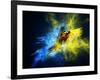 Flying Ara Parrot over Colourful Powder Explosion-NejroN Photo-Framed Photographic Print