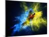 Flying Ara Parrot over Colourful Powder Explosion-NejroN Photo-Mounted Photographic Print