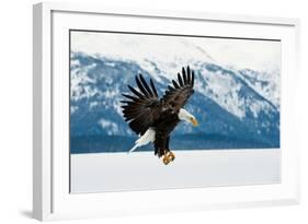 Flying Bald Eagle ( Haliaeetus Leucocephalus Washingtoniensis ) over Snow-Covered Mountains. Winter-Sergey Uryadnikov-Framed Photographic Print