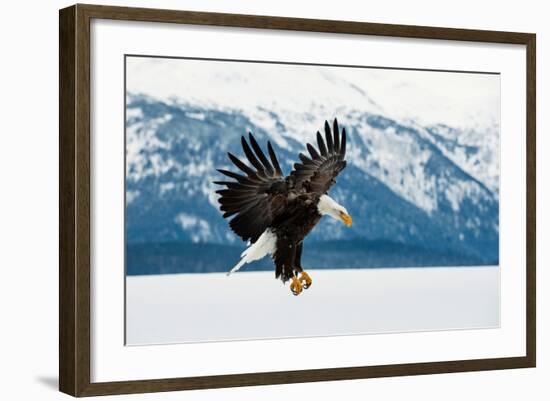 Flying Bald Eagle ( Haliaeetus Leucocephalus Washingtoniensis ) over Snow-Covered Mountains. Winter-Sergey Uryadnikov-Framed Photographic Print