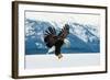 Flying Bald Eagle ( Haliaeetus Leucocephalus Washingtoniensis ) over Snow-Covered Mountains. Winter-Sergey Uryadnikov-Framed Photographic Print