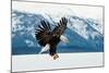Flying Bald Eagle ( Haliaeetus Leucocephalus Washingtoniensis ) over Snow-Covered Mountains. Winter-Sergey Uryadnikov-Mounted Photographic Print