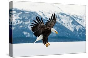 Flying Bald Eagle ( Haliaeetus Leucocephalus Washingtoniensis ) over Snow-Covered Mountains. Winter-Sergey Uryadnikov-Stretched Canvas