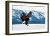 Flying Bald Eagle ( Haliaeetus Leucocephalus Washingtoniensis ) over Snow-Covered Mountains. Winter-Sergey Uryadnikov-Framed Photographic Print