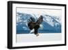 Flying Bald Eagle ( Haliaeetus Leucocephalus Washingtoniensis ) over Snow-Covered Mountains. Winter-Sergey Uryadnikov-Framed Photographic Print