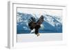 Flying Bald Eagle ( Haliaeetus Leucocephalus Washingtoniensis ) over Snow-Covered Mountains. Winter-Sergey Uryadnikov-Framed Photographic Print