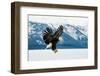 Flying Bald Eagle ( Haliaeetus Leucocephalus Washingtoniensis ) over Snow-Covered Mountains. Winter-Sergey Uryadnikov-Framed Photographic Print