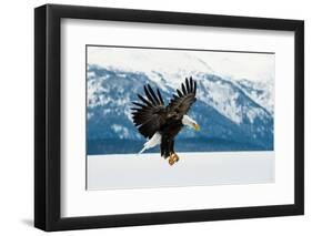 Flying Bald Eagle ( Haliaeetus Leucocephalus Washingtoniensis ) over Snow-Covered Mountains. Winter-Sergey Uryadnikov-Framed Photographic Print