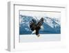 Flying Bald Eagle ( Haliaeetus Leucocephalus Washingtoniensis ) over Snow-Covered Mountains. Winter-Sergey Uryadnikov-Framed Photographic Print